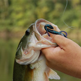 Expert Info on Freshwater Bass Lures