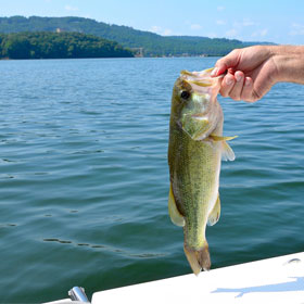Practical bass fishing tips