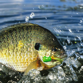 Tips for  how to catch bluegill