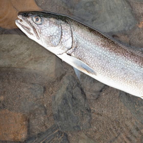 How to catch lake trout for beginners