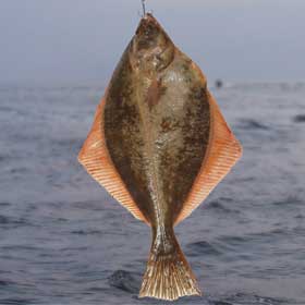 Fluke hanging on a rod with the ocean in the back 