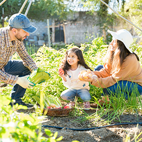 Latino family outdoors harvesting vegetables