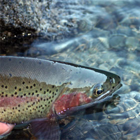Fishing Basics on How to Catch Seatrout 