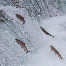 Sockeye salmon jumping in water