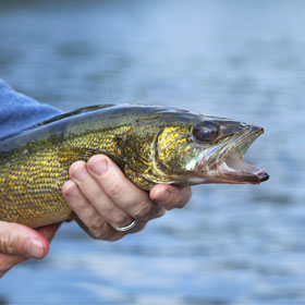 Info on How to Catch Walleye at Night 