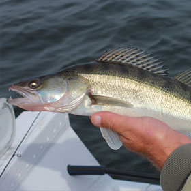 Tips & Info on How to Fish for Walleye 