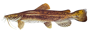 Flathead Catfish