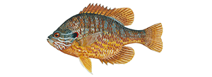 Pumpkinseed Sunfish